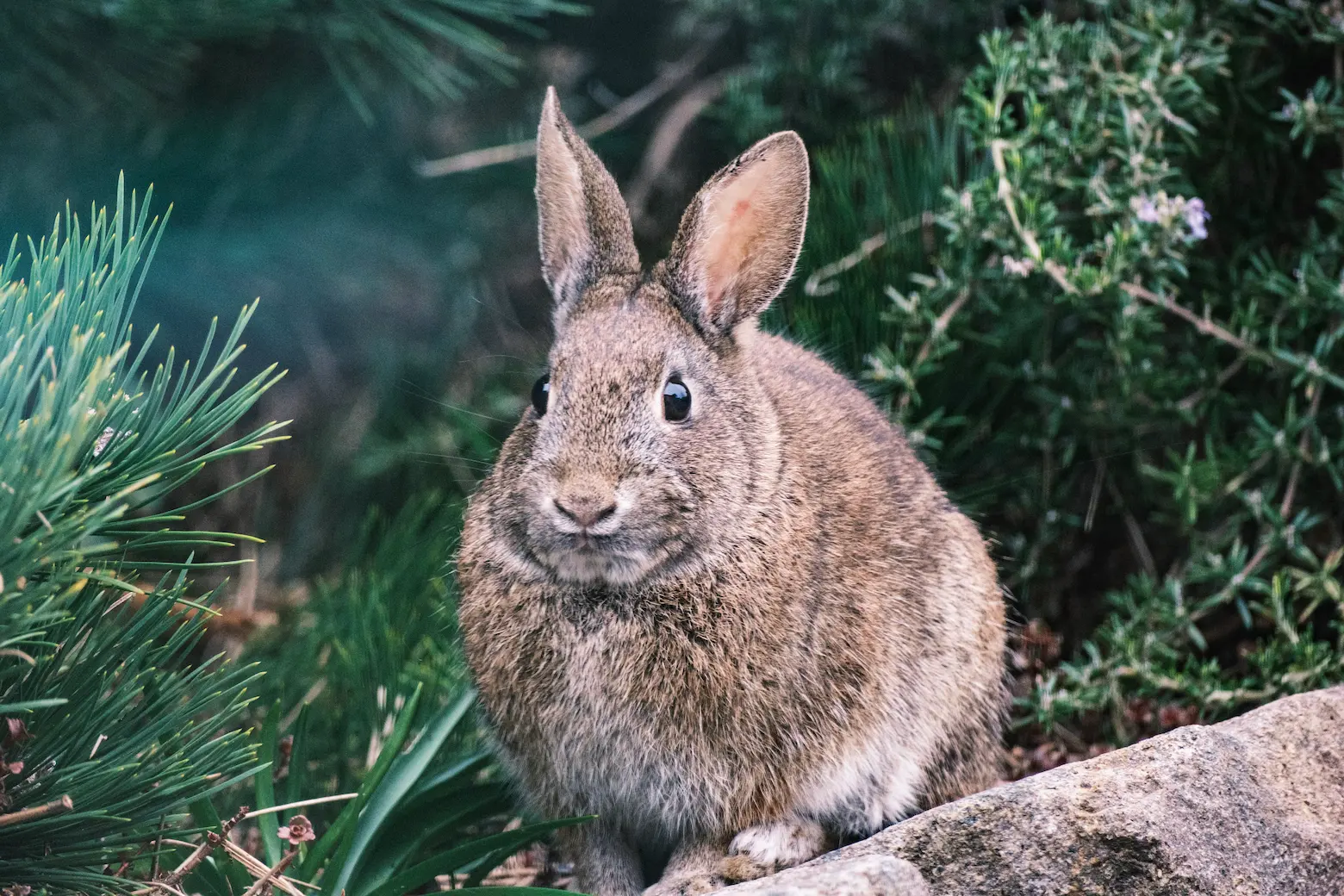 A rabbit with brown fir looks at the camera among greenery