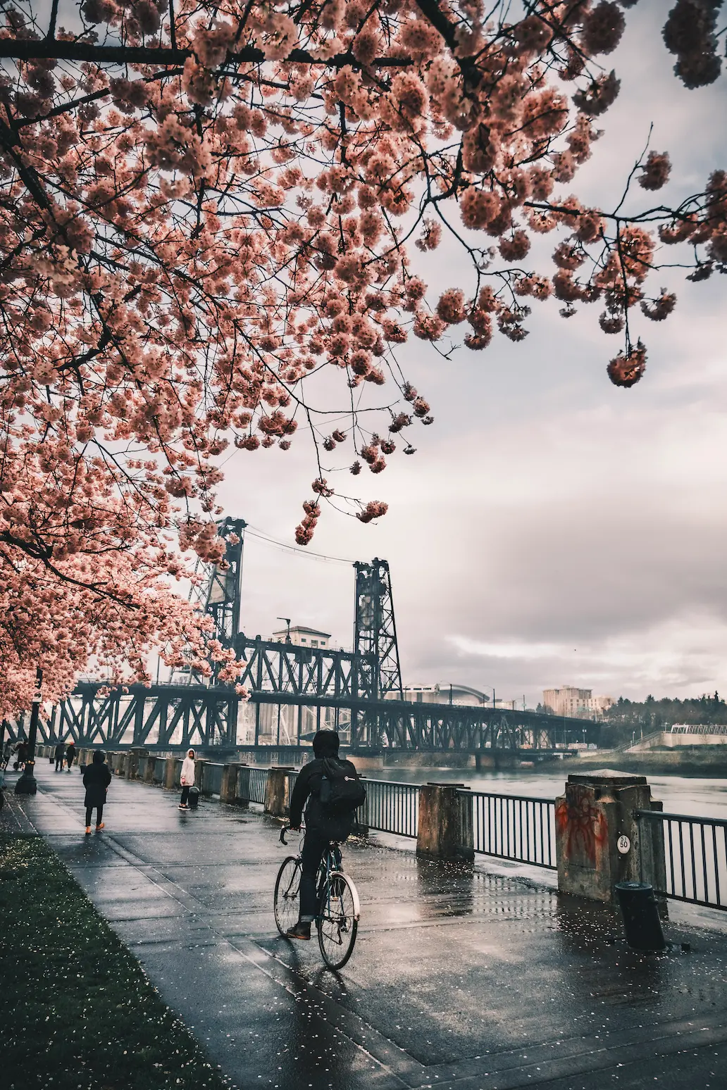 Portland's steel bridge in the background, a cyclist riding in the rain, and cherry blossoms visible