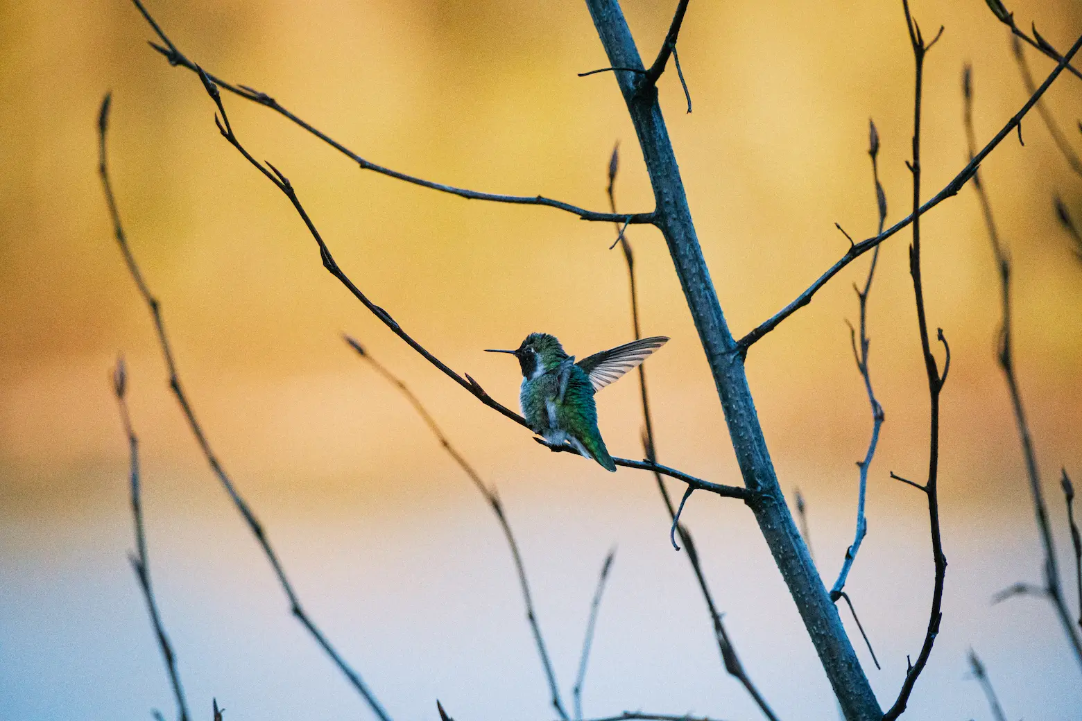 hummingbird lands on a small branch on a sunny day