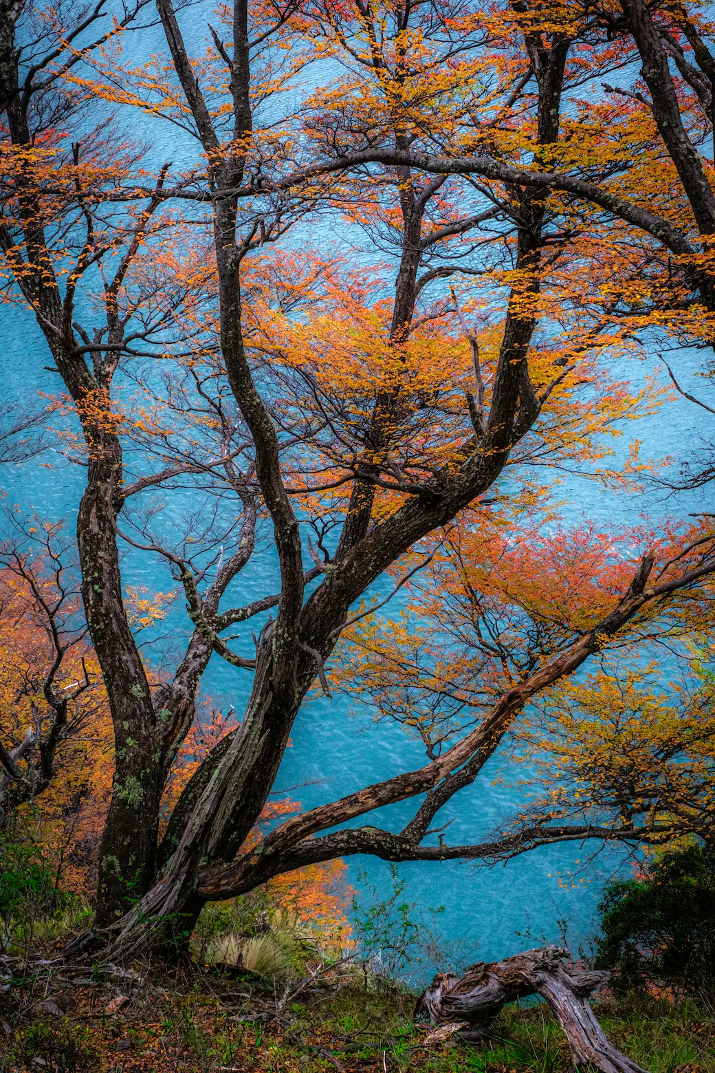 A tree with many branches and orange leaves with a very blue lake in the backround