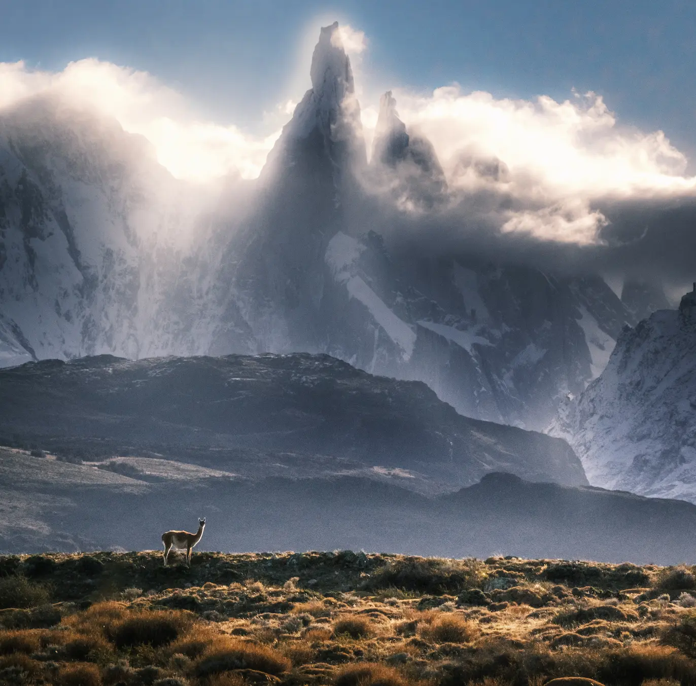 A guanaco stands on a bright day under the mountains of Cerro Torre