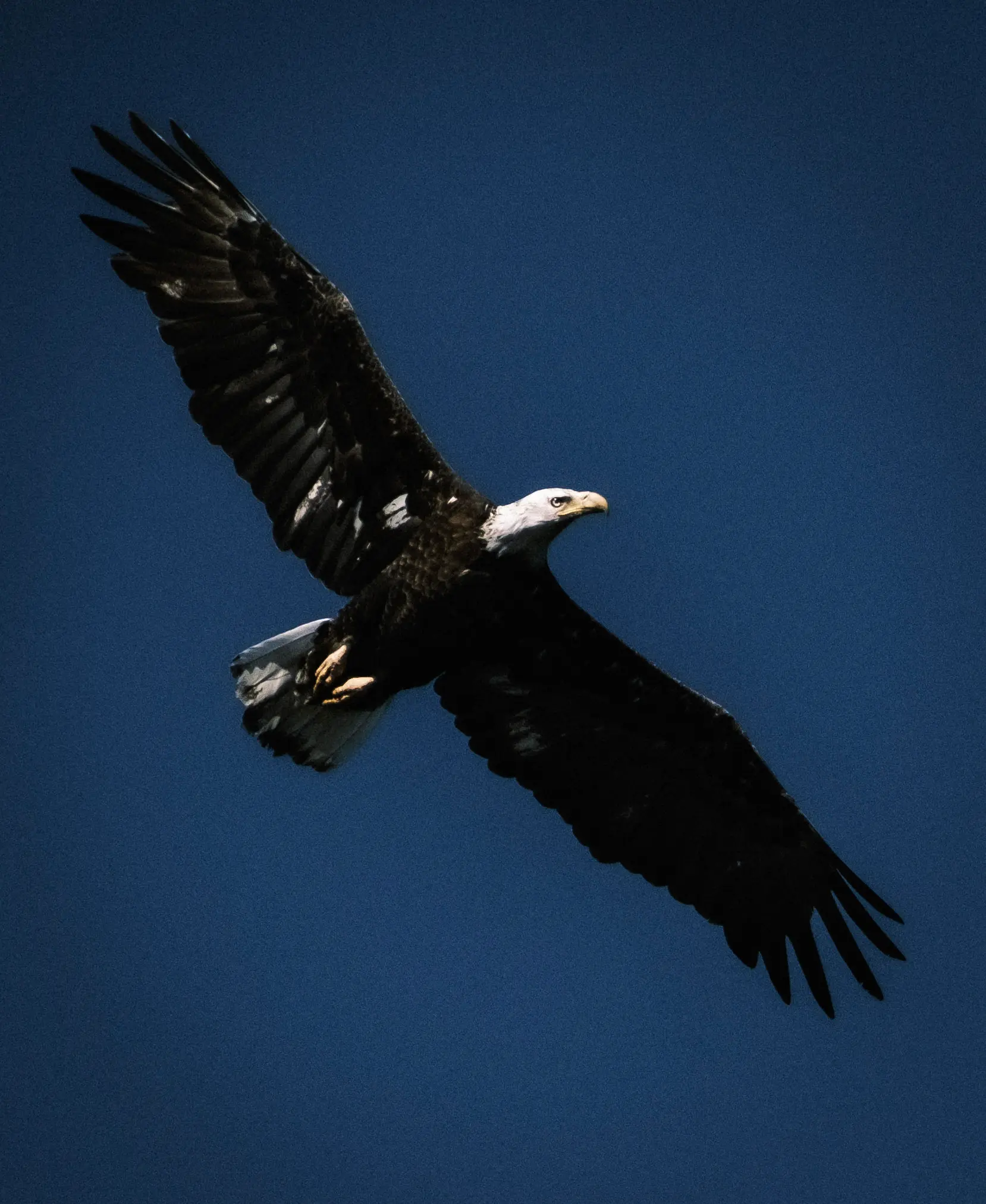 Bald eagle soaring overhead on a clear day