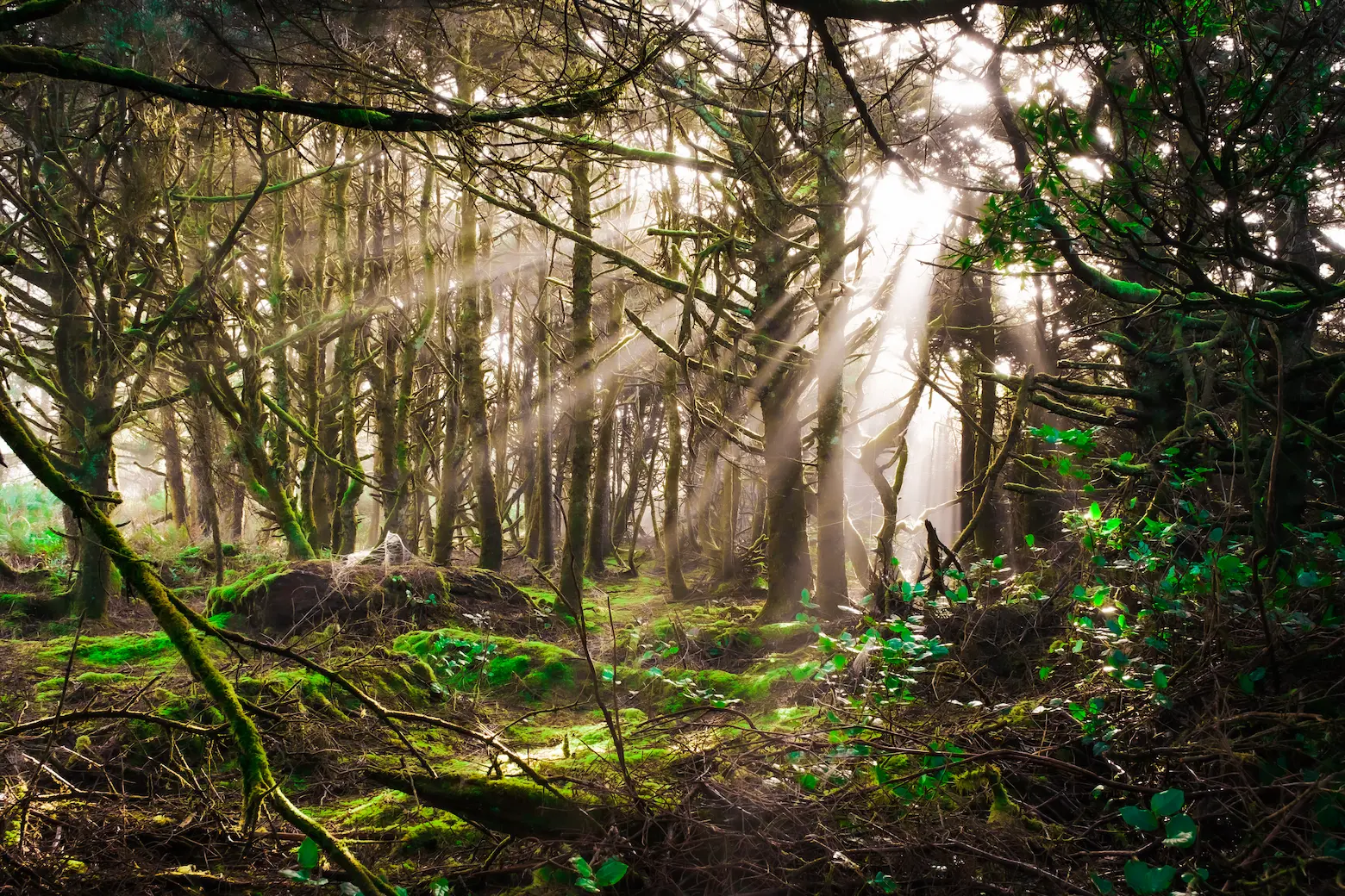 Forest infused with sunlight