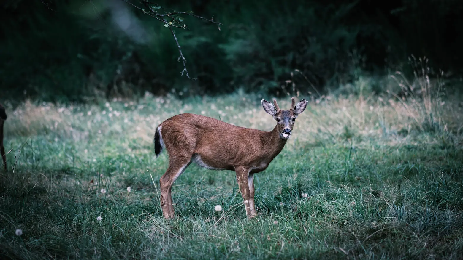 Deer in an orchard eating an apple