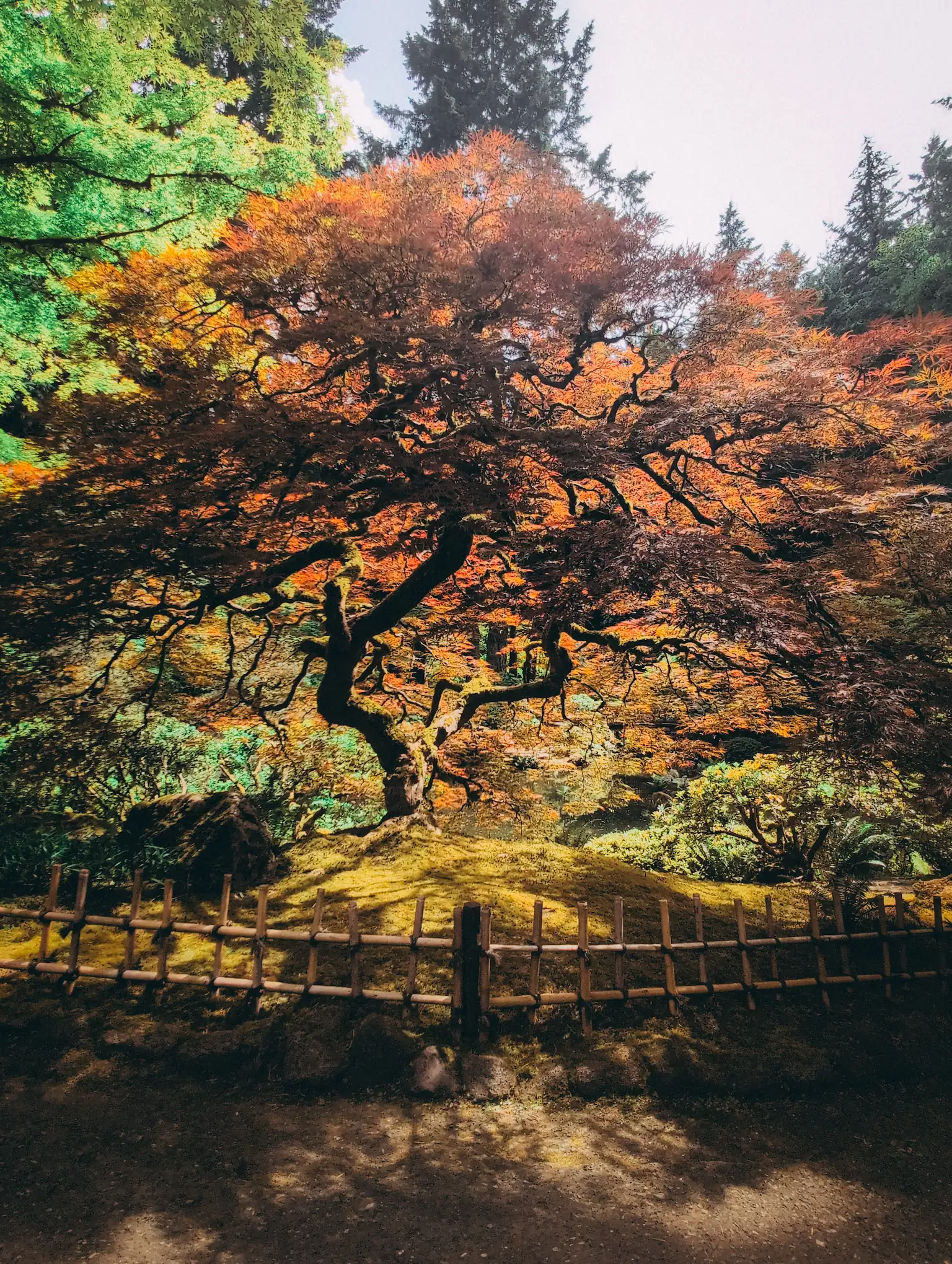 the tree at the japanese garden in portland