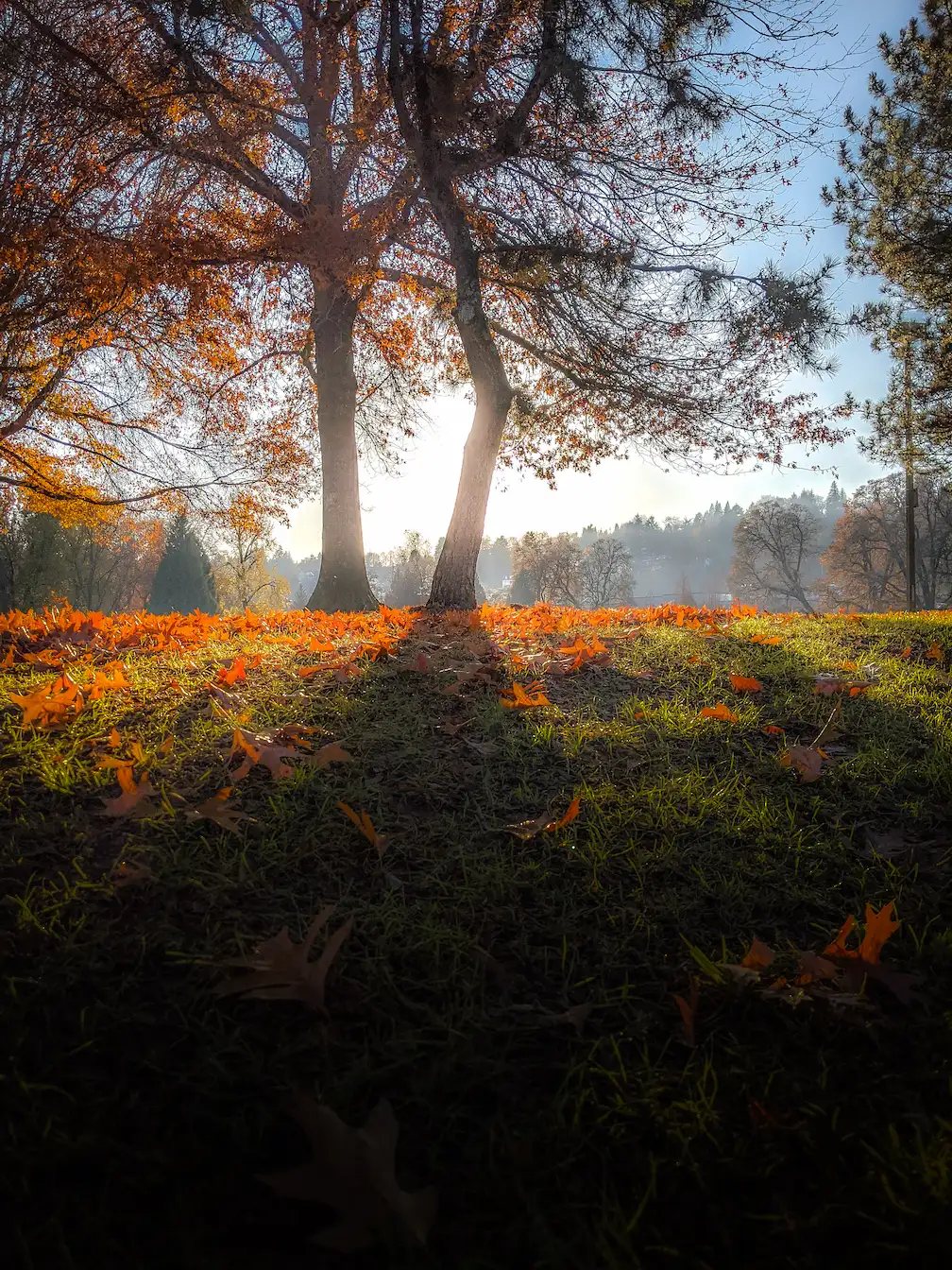 sunset at a park during fall with orange leaves