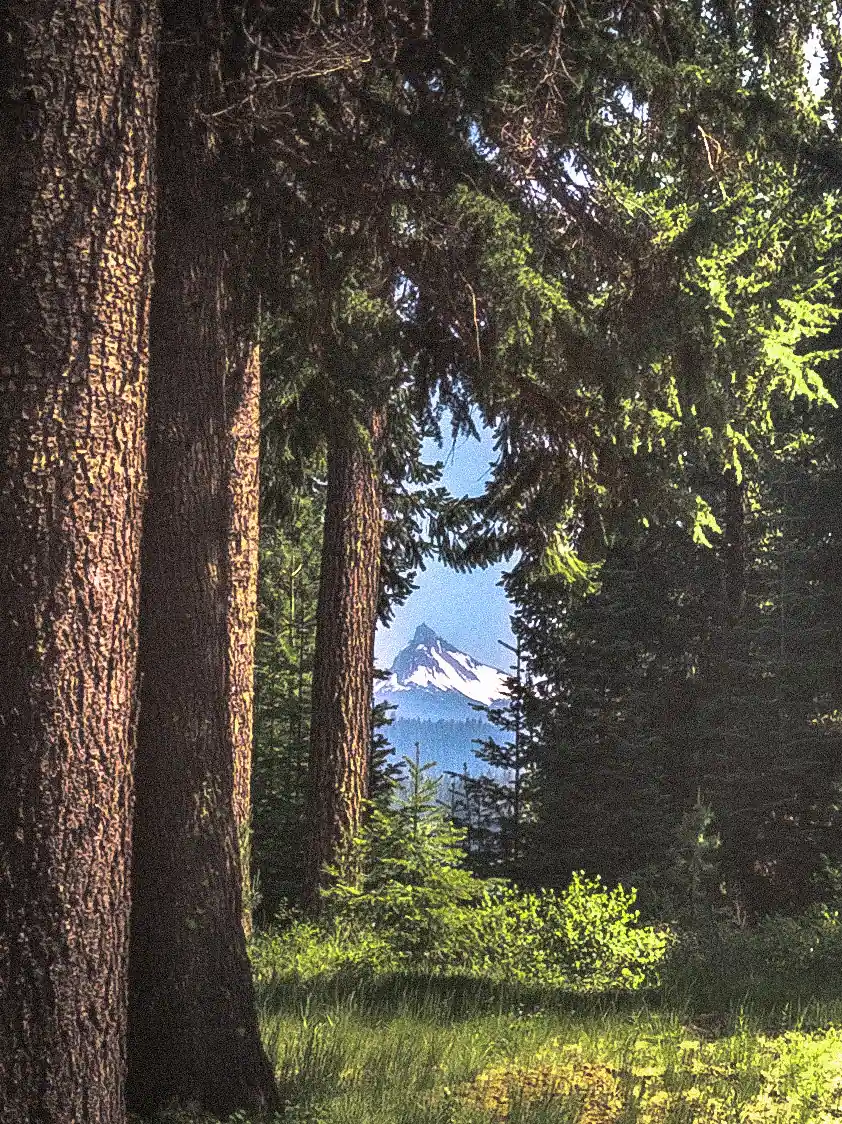 Large trees frame in Mt. Thielsen in the distance