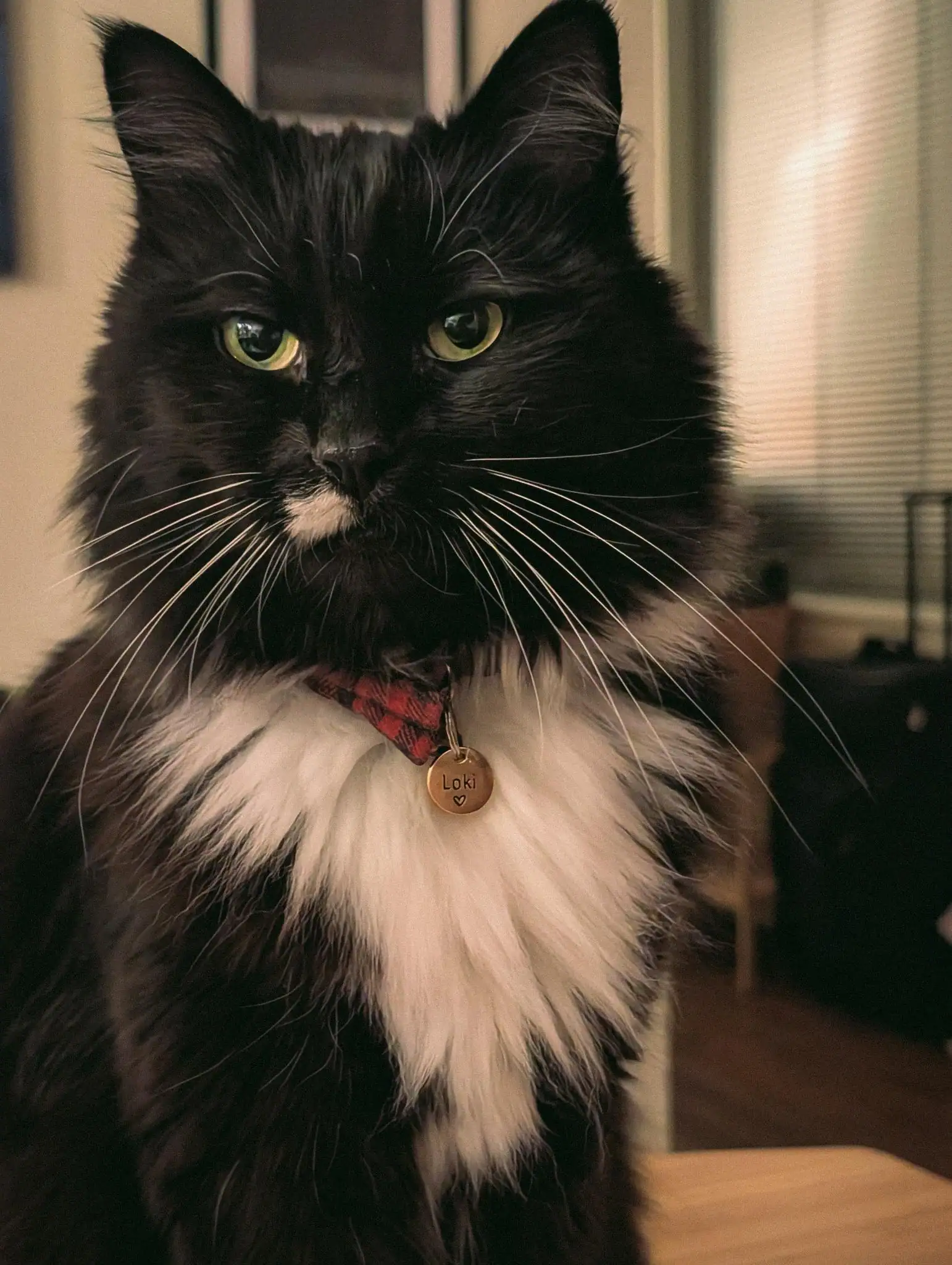 loki, the bestest cat