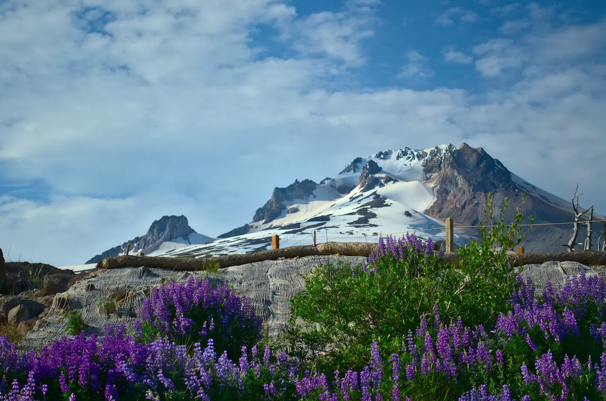 Sparse Snow on a mountain in summer with purple wildflowers, partly cloudy with a blue sky